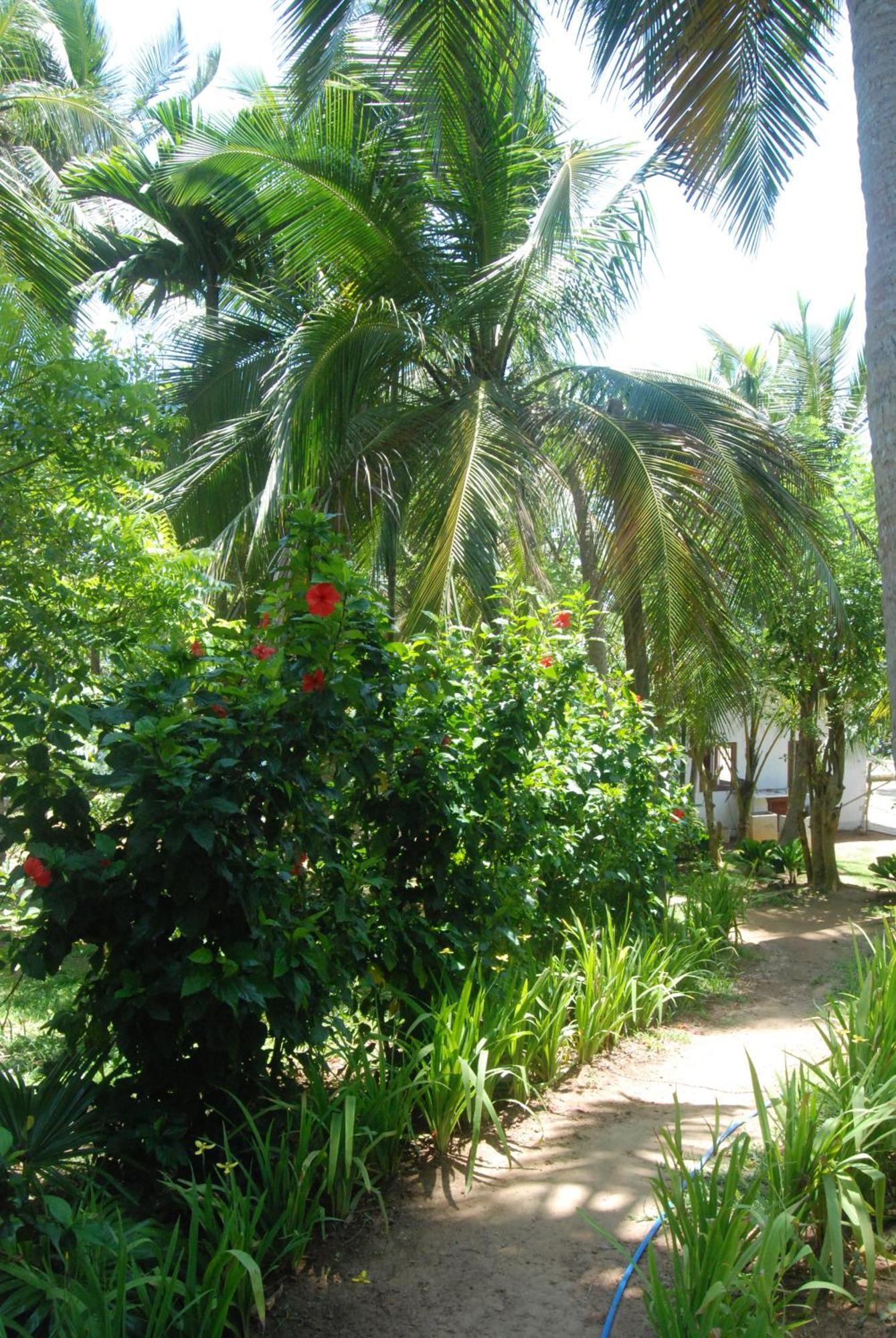 The Saffron House Hotel Dikwella Ngoại thất bức ảnh